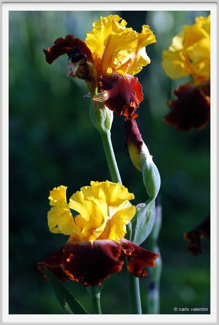 iris45