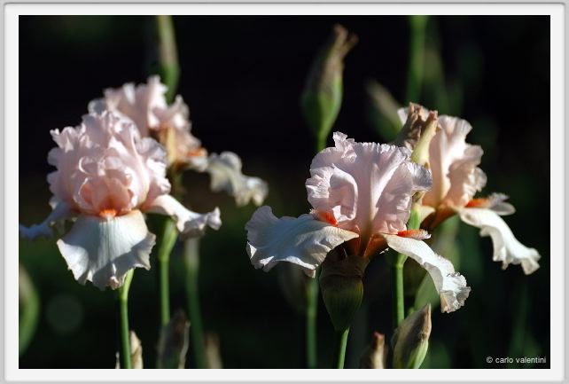 iris46