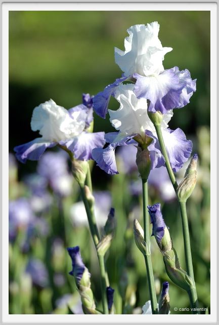 iris47