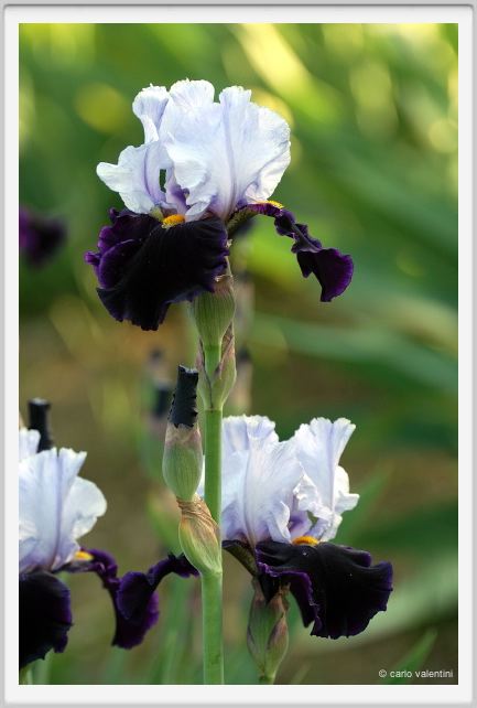 iris48