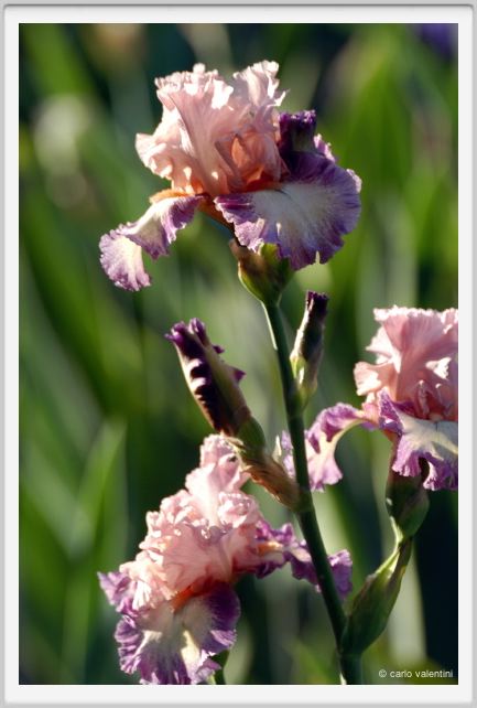 iris49