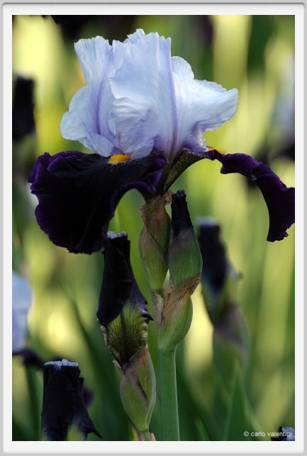 iris50