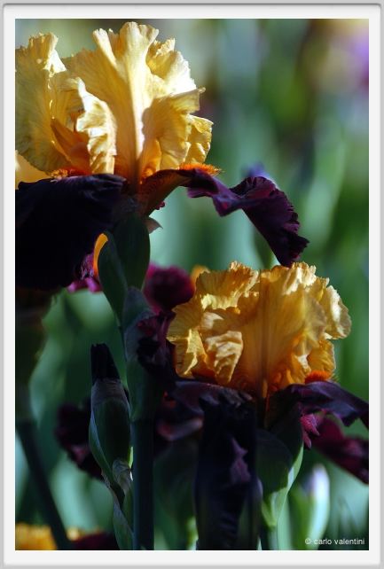 iris52