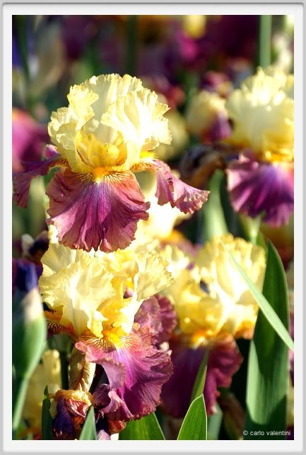 iris53
