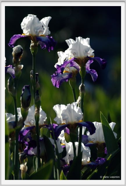 iris56