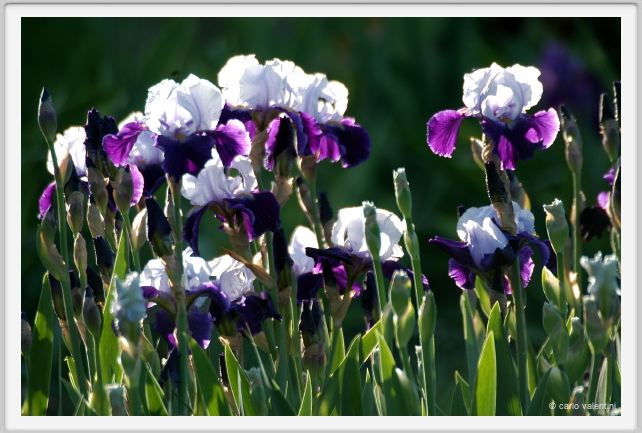 iris57