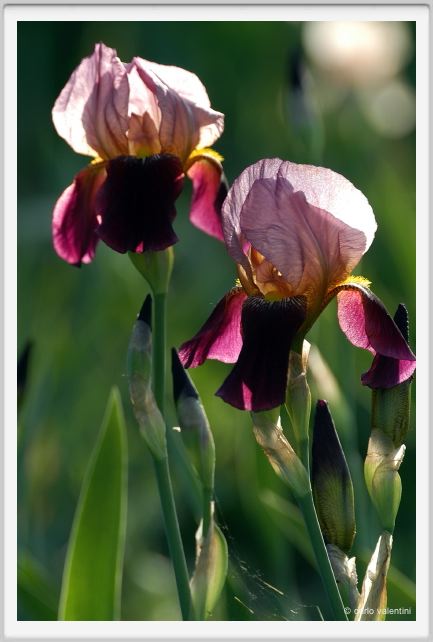 iris58