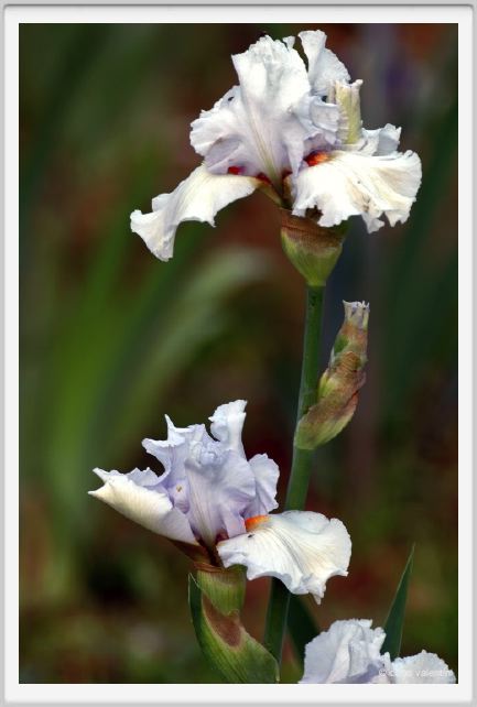 girdino_iris03