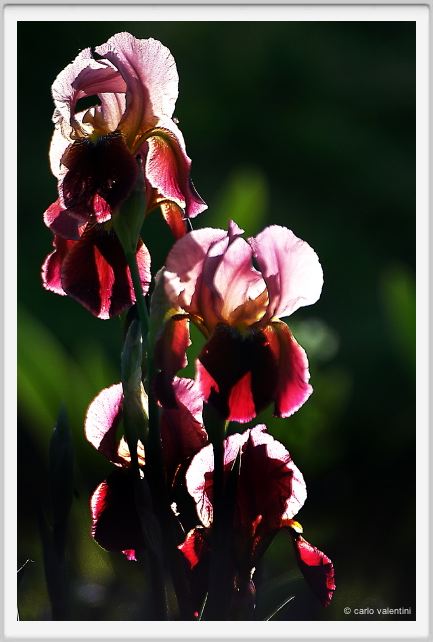 iris60