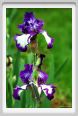 girdino_iris04