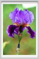 girdino_iris05