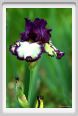 girdino_iris06