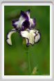 girdino_iris07