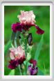 girdino_iris08