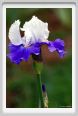 girdino_iris10