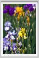 girdino_iris11