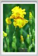 girdino_iris12