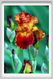 girdino_iris13