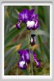 girdino_iris14