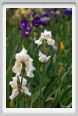 girdino_iris16