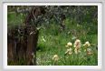 girdino_iris17