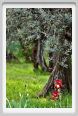 girdino_iris18