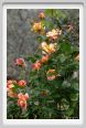 girdino_iris20