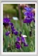 girdino_iris21