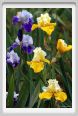 girdino_iris22