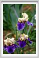 girdino_iris23