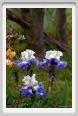 girdino_iris24
