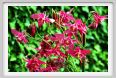 girdino_iris27