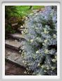 cineraria_marittima01