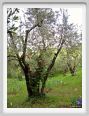 girdino_iris29