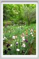 girdino_iris30