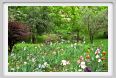 girdino_iris31
