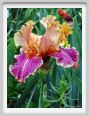 girdino_iris38