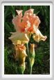 girdino_iris39