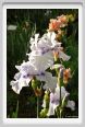 girdino_iris40