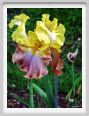 girdino_iris42
