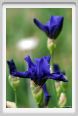 iris01