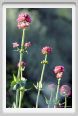 giardino_dell_iris1