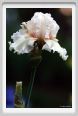 iris02