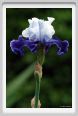 iris03