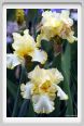 iris04