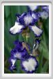 iris05