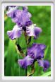 iris06