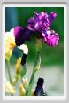 iris07