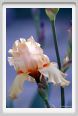 iris08