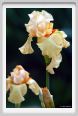 iris09